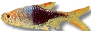 heteromorpha black (3 cm)