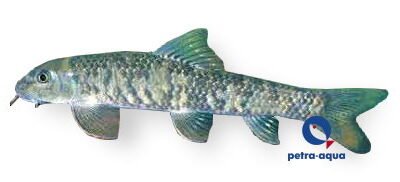 rufa (7 - 8 cm)