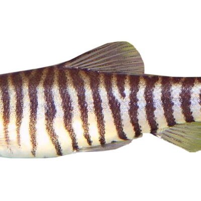 Yunnanilus cruciatus 3–4 cm