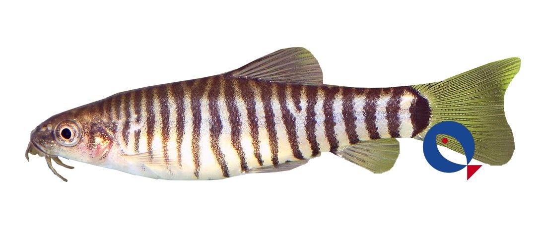 petra-4162 petra-4162