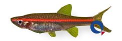 pauciperforata (2,5 - 3 cm)