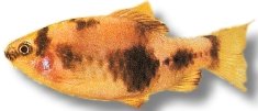 melanampyx (panda) (4 - 5 cm)