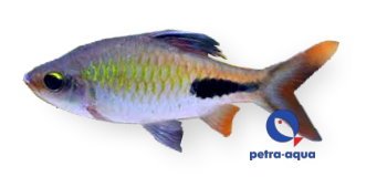 rohani (1,5 - 2 cm)