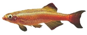 White Clouds (Tanichthys albonubes) >3 cm