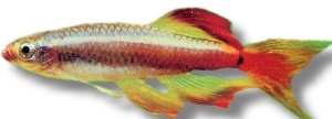 White Clouds Long Fin (Tanichthys albonubes long finseverus) >3 cm
