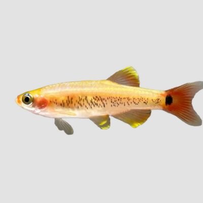 Tanichthys albonubes golds 2–2,5 cm