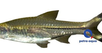 trilineata (2,5 - 3,5 cm)