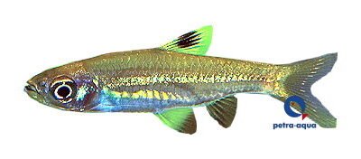 Rasbora dorsiocellata 1–1,5 cm