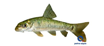 gotyla (3 - 4 cm)