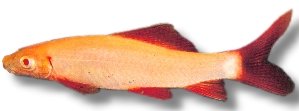 frenatus albin (7 - 8 cm)