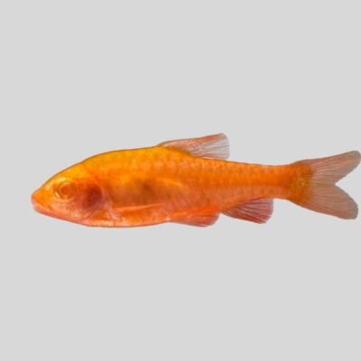 titteya albino (3 - 4 cm)