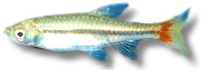Rasbora Borapetensis (Rasbora borapetensis) 3–4 cm