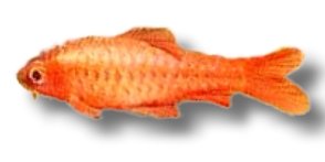titteya (3,5 - 4 cm)