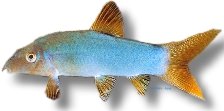 modesta (4,5 - 6 cm)