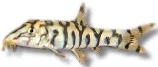 lohachata (5 - 6 cm)