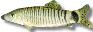 Silver Loach (Botia lecontei) 4–5 cm