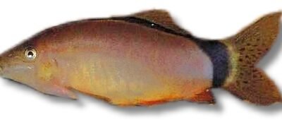 morleti (4 - 5 cm)