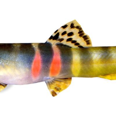 Schistura balteata 4–5 cm