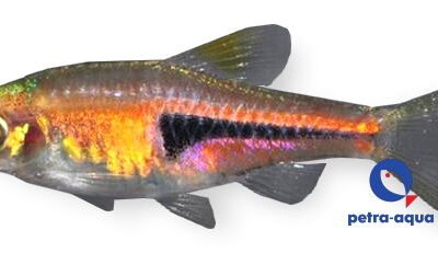 hengeli (2 - 2,5 cm)