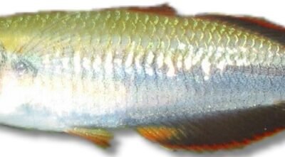 geayi (4 - 5,5 cm)