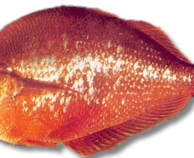 New Guinea Red Rainbowfish (Glossolepis incisus) 7–8 cm