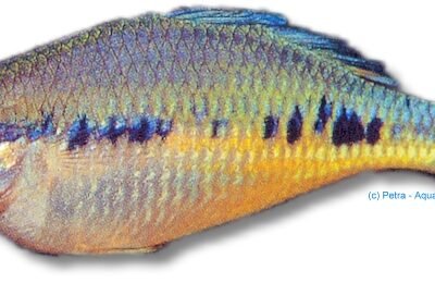 maculosus (3 - 4 cm)