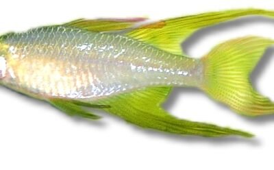 werneri (2,5 - 3 cm)