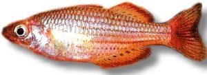 maccullochi (> 6 cm)