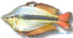 Western Rainbowfish (Melanotaenia australis) 4–5 cm
