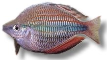 trifasciata (4 - 6 cm)