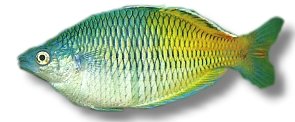 Boesemann's Rainbow Fish (Melanotaenia boesemani) 4–5,5 cm