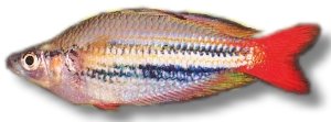 Red-Striped Splendid Rainbow (Melanotaenia splendida rubrostria) >6,5 cm