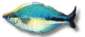Lake Kutubu Rainbowfish (Melanotaenia lacustris) >6 cm