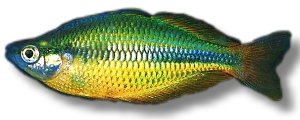 herbertaxelrodi (5,5 - 7 cm)