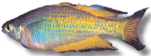 parkinsoni (5 - 7 cm)
