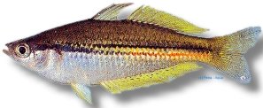papuensis (4 - 5 cm)
