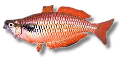 parva (3,5 - 4,5 cm)