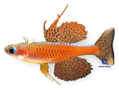 Pseudomugil sp. red neon 1–2 cm
