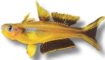 Forked-Tail Rainbowfish (Popondetta furcata) 2–2,5 cm