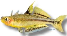 conniae (2,5 - 3,5cm)