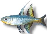 signifer (2 - 3 cm)