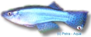 gracilis (3,5 - 4 cm)