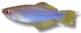 ngaensis (3,5 - 4 cm)