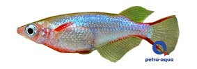 woworae (1 - 2 cm)