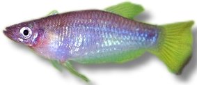 Knife Livebearer (Alfaro cultratus) >6 cm