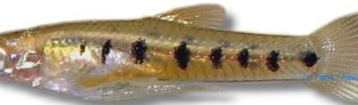 Ten spotted live-bearer (Cnesterodon decemmaculatus) 1,5–2 cm