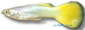 german yellow (3 - 4 cm)