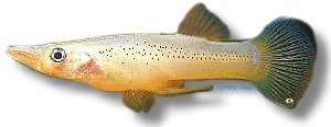 Pike Livebearer (Belonesox belizanus) 4–5 cm