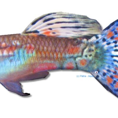 multi glass (3 - 4 cm)