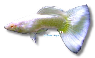 white platinum albino (3 - 4 cm)